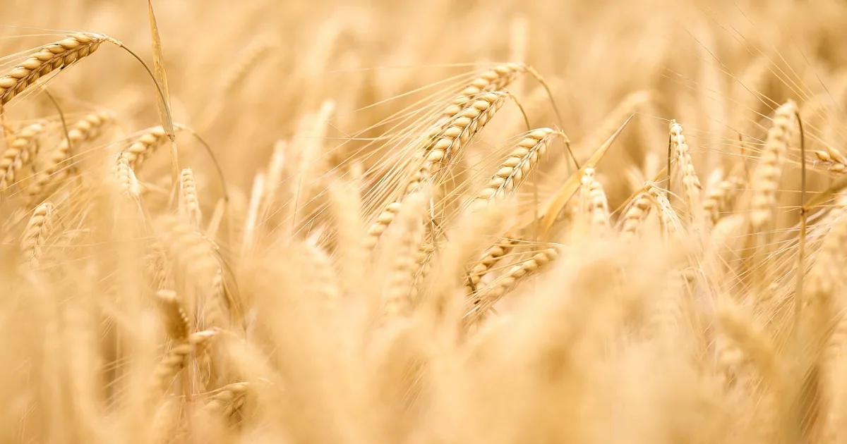 Hveteaks i solskinn — kornet som inneholder gluten